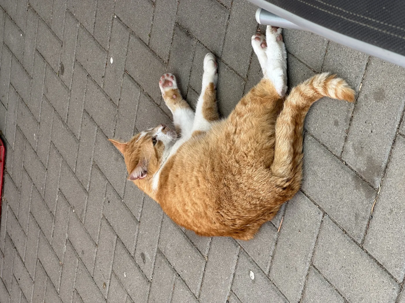 Kurti, Floexes Kater